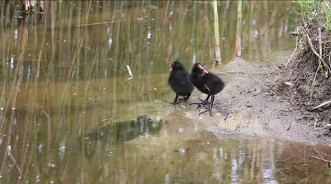 Two black nestlings Stock Footage 37840115