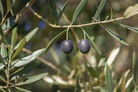 Two black olives on the branch between leaves Stock Photos