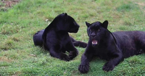 Two Black panther in the forest Stock Footage 138162175