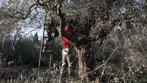 Two black people working and pruning in an olive tree grove Stock-Footage 158328097