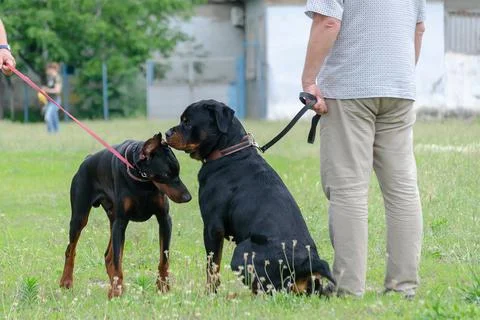 Two black pets sniff each other at dog park. Adult Rottweiler in front of Dob Stock Photos