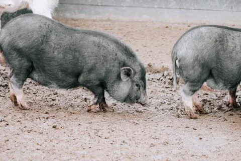 Two black pigs exploring a muddy pen in a rural farm setting Stock Photos