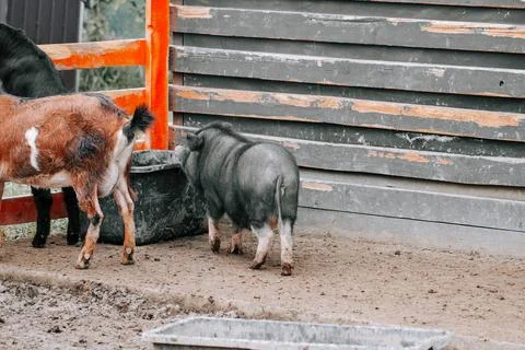 Two black pigs exploring a muddy pen in a rural farm setting Stock Photos