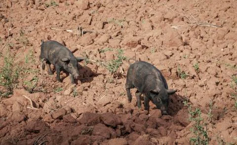 Two black pigs Stock Photos