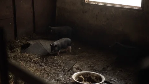 Two black pigs play in a pen in a pigsty on a farm Vídeo Stock 126958897