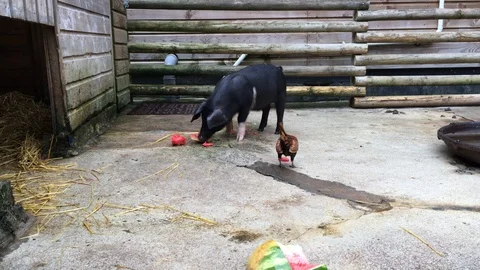 Two Black Pigs Sharing Yard and Food with a Chicken 動画素材 85520687