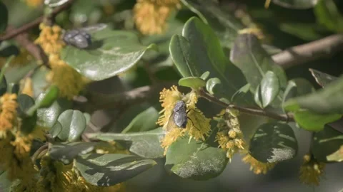 Two Black pollinating flys sipping nectar from a yellow flower. Close up. Vídeos de archivo 248728095