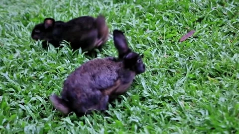 Two black Rabbits are playing on the green grass Stock Footage 277253551