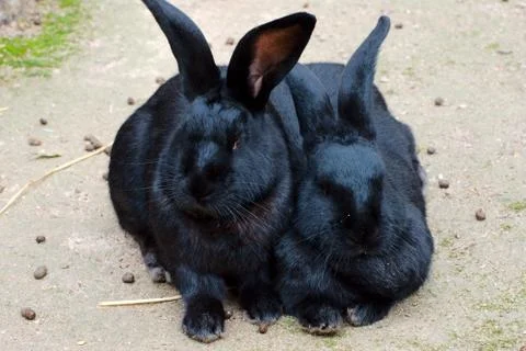 Two black rabbits Stock Photos