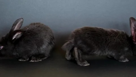 Two black rabbits sits on black background. Hares. Easter symbol. Farm animals Stock Footage 270220735