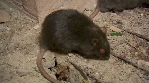 Two Black Rats Stock Footage 63496965