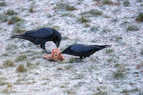 Two Black Ravens Share a Meat Piece on Frosty Ground in an Open Field Stock Photos