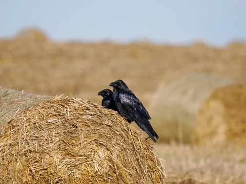 Two black ravens on straw bale as background Stock-Fotos