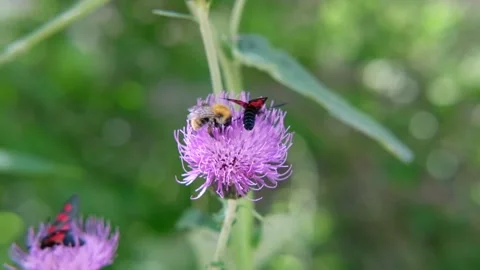 Two black-red beetles and bumblebee on a thistle flower Video stock 199414738