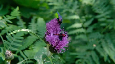 Two black-red beetles and bumblebee on a thistle flower Video stock 200140528