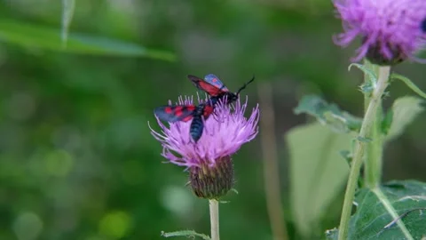 Two black-red beetles on a thistle flower Video stock 199414659