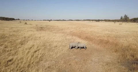 Two black rhinos playing with each other and butting heads in the african Vídeos de archivo 115878734