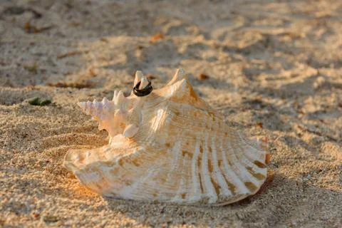 Two black rings lie on the hermit shells in the sand. Stock Photos