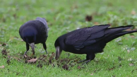 Two black rooks foraging in the green grass Vídeos de archivo 332830154