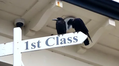 Two black Rooks sit on a 1st Class signpost Stock Footage