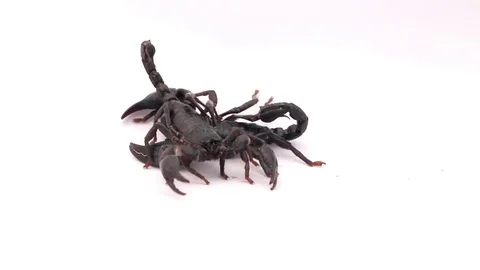 Two black Scorpian  are fighting each other. Stock Footage 76059449