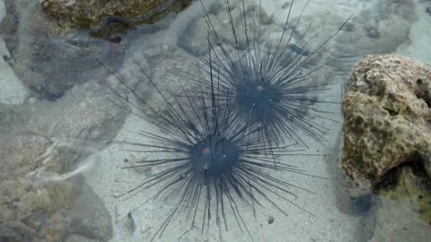 Two Black Sea Urchins Beside Coral Rock in Clear Shallow Tropical Water Stock Footage 339515577