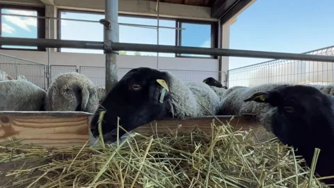 Two black sheep grazing on hay in pen, livestock in a terrestrial landscape Stock Footage 267281904