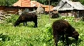 Two black sheeps HD Footage
