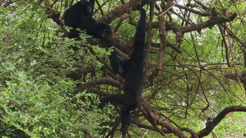 Two black siamang gibbons perched on dense tree branches in their natural habita Stock Footage 341155784