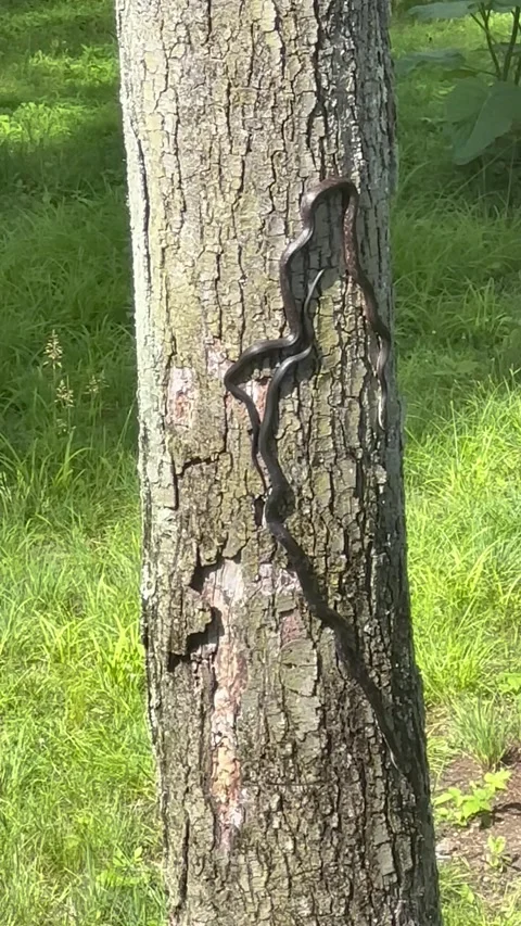 Two black snakes descending tree trunk Stock-Footage 276692244