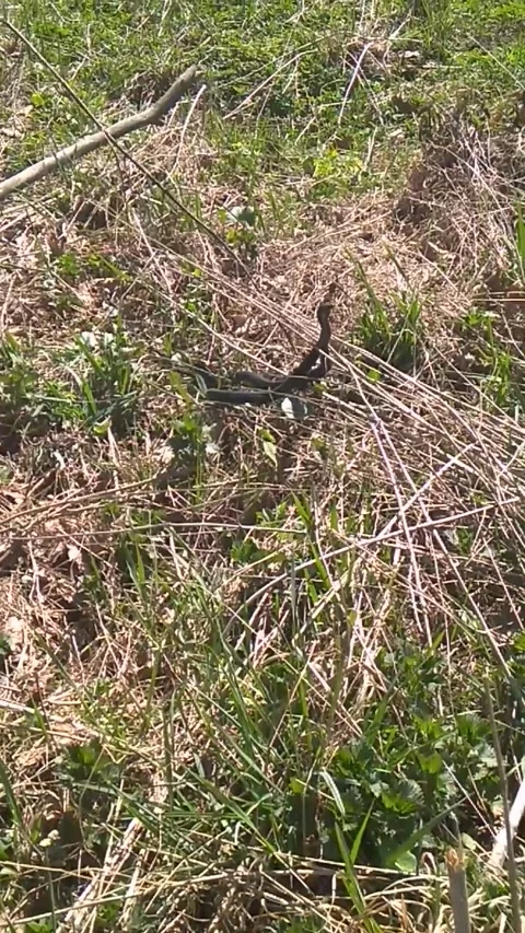 Two black snakes Stock Footage 317385460