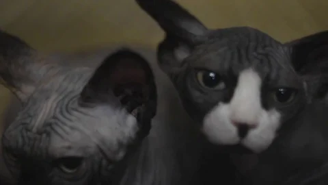 Two black sphynx cat Video stock 75819216