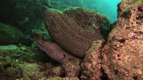 Two black-spotted moray eels on top of each other in a reef crevice. Side Video stock 250606283