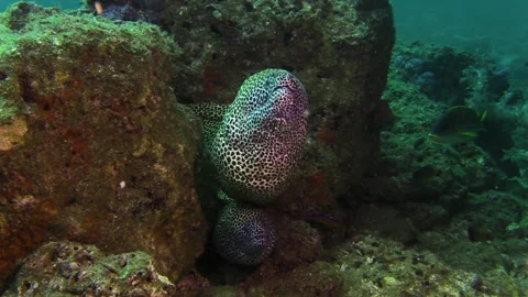 Two black-spotted moray eels on top of each other in a reef crevice. Front Video stock 250606291