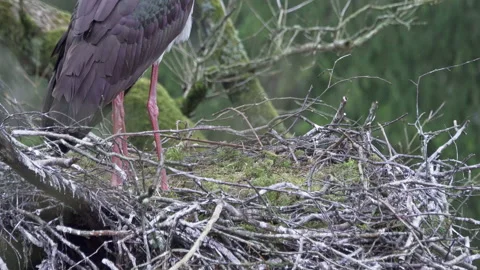 Two Black storks, Ciconia nigra in spring, nesting. Feet of storks close-up. Stock Footage 172497997