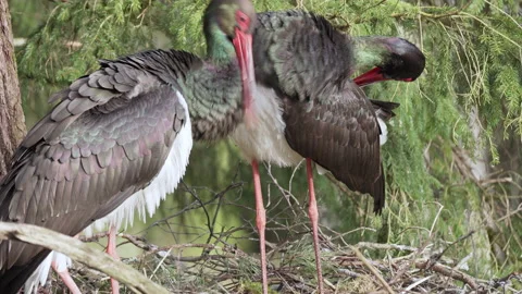 Two Black storks, Ciconia nigra in spring, nesting. Sorts and cleans feathers. Stock Footage 172498649