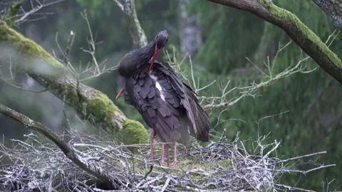 Two Black storks, Ciconia nigra in spring, nesting. Sorts and cleans feathers. Stock Footage 184931067