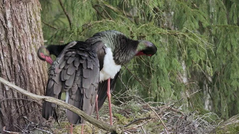 Two Black Storks  in spring, in a nesti. Stock Footage 170447034