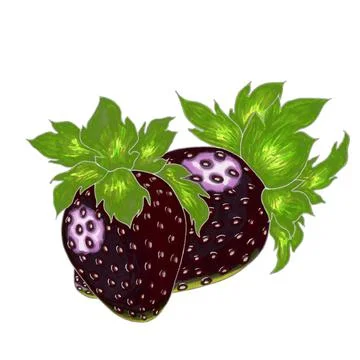 Two black strawberries on a white background Stock Illustration