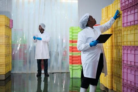 Two Black supervisors examine baskets of fish stock in chilled stack warehouse. Stock Photos