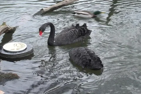 Two Black Swan  動画素材 375884