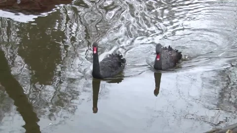 Two Black Swan 库存影片 156960862
