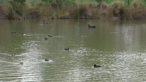 Two Black Swans and Ducks on pond Stock Footage 36720532