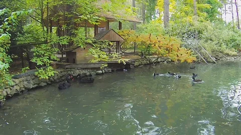 Two black swans and ducks swim in a pond and collect fallen needles Stock Footage 116792281