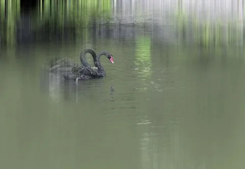 Two black swans are swimming next to each other. Stock Photos