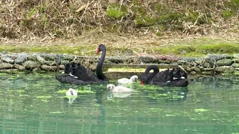 Two black swans with chicks on the lake near the feeder Video stock 168824671