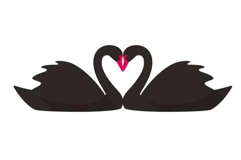 Two black swans face to face swimming, vector illustration Stock Illustration