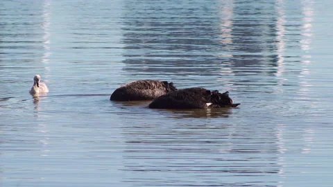 Two black swans feed on calm river with their cygnet looking on Video stock 165606896