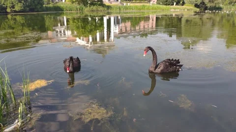 Two black swans feed on a pond Stock Footage 157212701