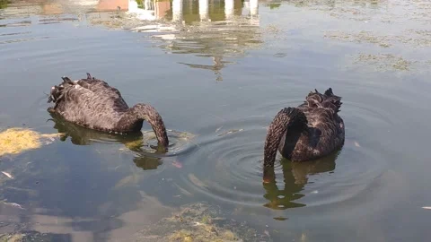 Two black swans feed on the pond almost synchronously Stock Footage 157212755